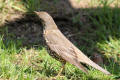 Mistle Thrush