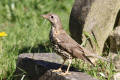 Mistle Thrush