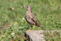 Mistle Thrush