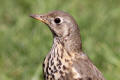 Mistle Thrush