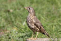 Mistle Thrush image from gardenbirdwatching.com