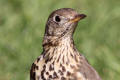 Mistle Thrush