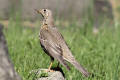 Mistle Thrush