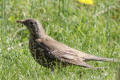 Mistle Thrush