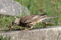 Mistle Thrush