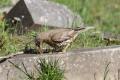 Mistle Thrush