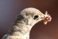 Mistle Thrush