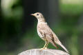 Mistle Thrush