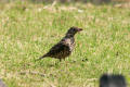 Mistle Thrush