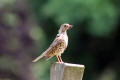 Mistle Thrush