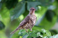 Mistle Thrush