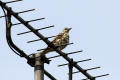 Mistle Thrush