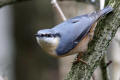 Nuthatch