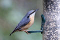 Nuthatch image from gardenbirdwatching.com