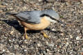 Nuthatch