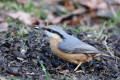 Nuthatch