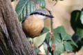 Nuthatch