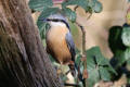 Nuthatch