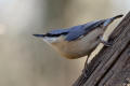 Nuthatch