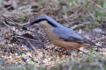 Nuthatch