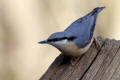 Nuthatch