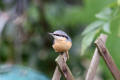 Nuthatch