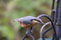 Nuthatch