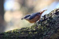 Nuthatch