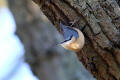 Nuthatch