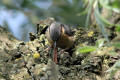 Nuthatch using tool