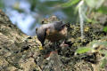 Nuthatch using tool