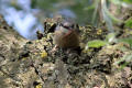 Nuthatch using tool