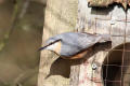 Nuthatch