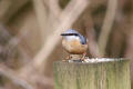 Nuthatch