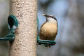 Nuthatch