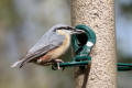 Nuthatch