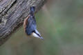 Nuthatch