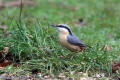 Nuthatch