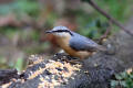 Nuthatch