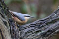 Nuthatch