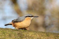 Nuthatch