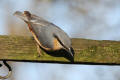 Nuthatch