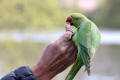 Ring-necked Parakeet