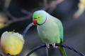 Ring-necked Parakeet