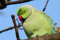 Ring-necked Parakeet