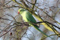 Ring-necked Parakeet