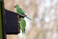 Ring-necked Parakeet