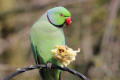 Ring-necked Parakeet