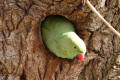 Ring-necked Parakeet