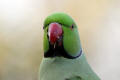 Ring-necked Parakeet